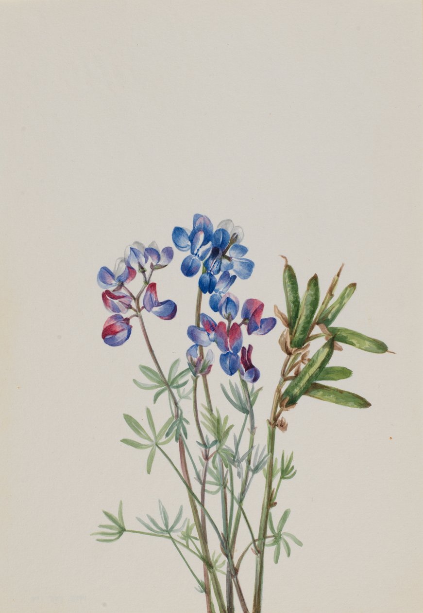  av Mary Vaux Walcott