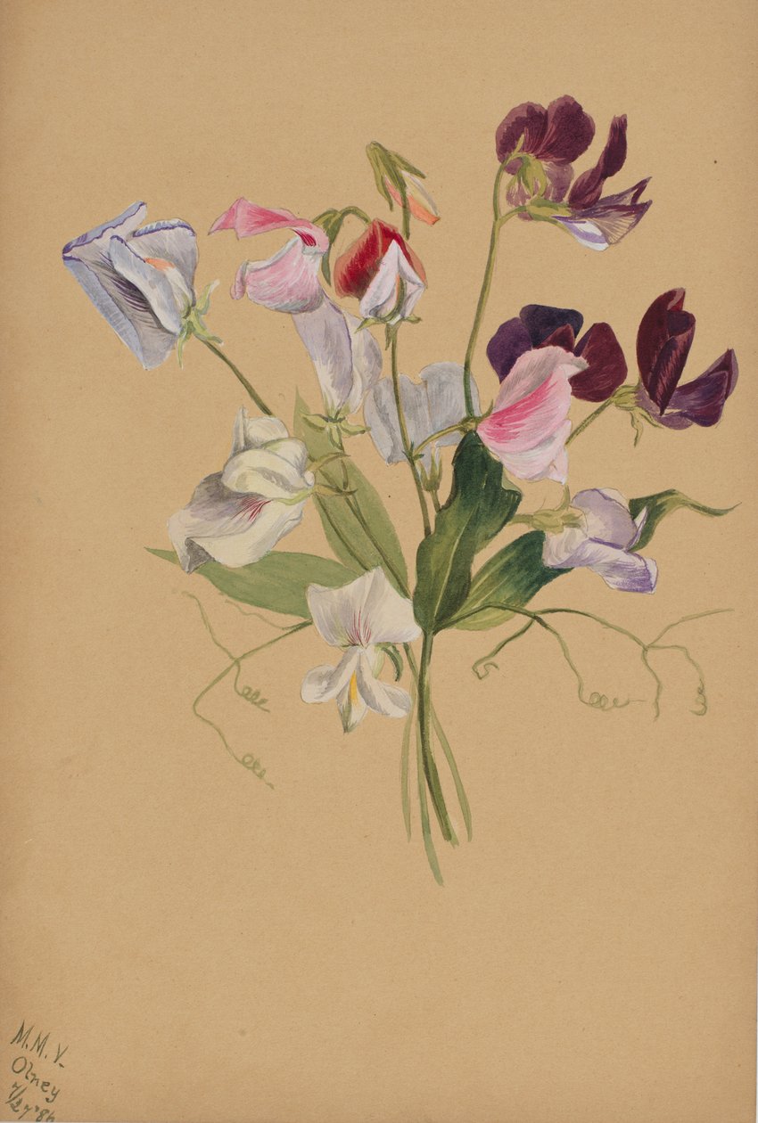 Uten tittel--Flower Study, 1886. av Mary Vaux Walcott