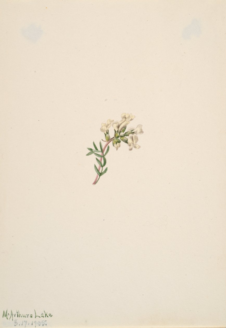 Uten tittel--Flower Study, 1905. av Mary Vaux Walcott
