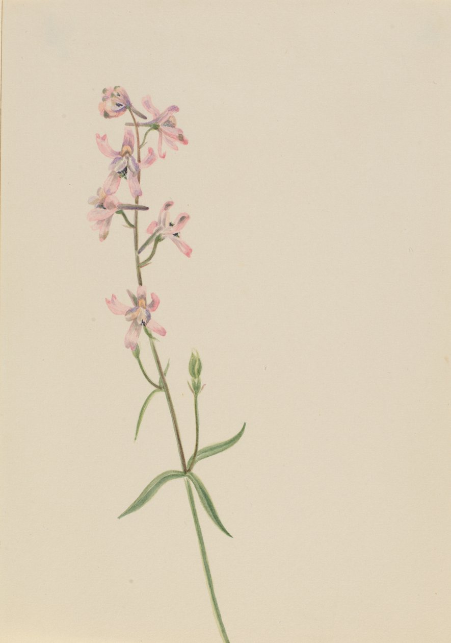 Uten tittel--Flower Study, ca. 1900-1930. av Mary Vaux Walcott