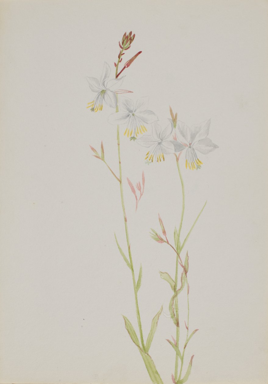 Uten tittel--Blomsterstudie, nd av Mary Vaux Walcott