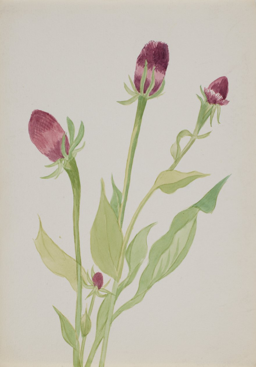 Uten tittel--blomsterstudie, n.d. av Mary Vaux Walcott