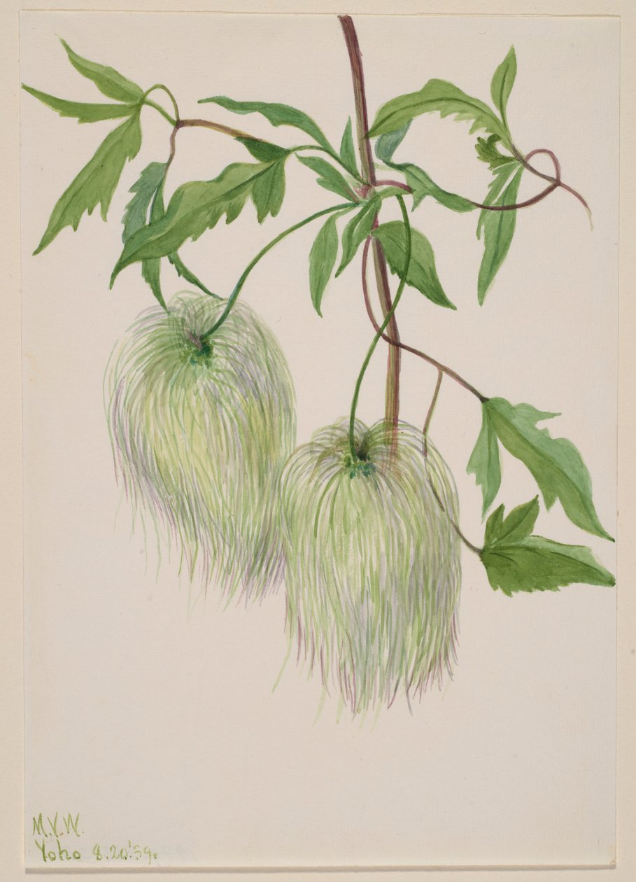  av Mary Vaux Walcott