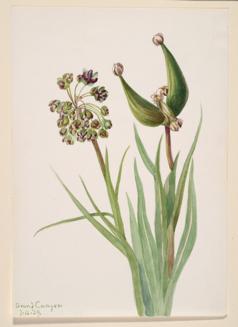  av Mary Vaux Walcott