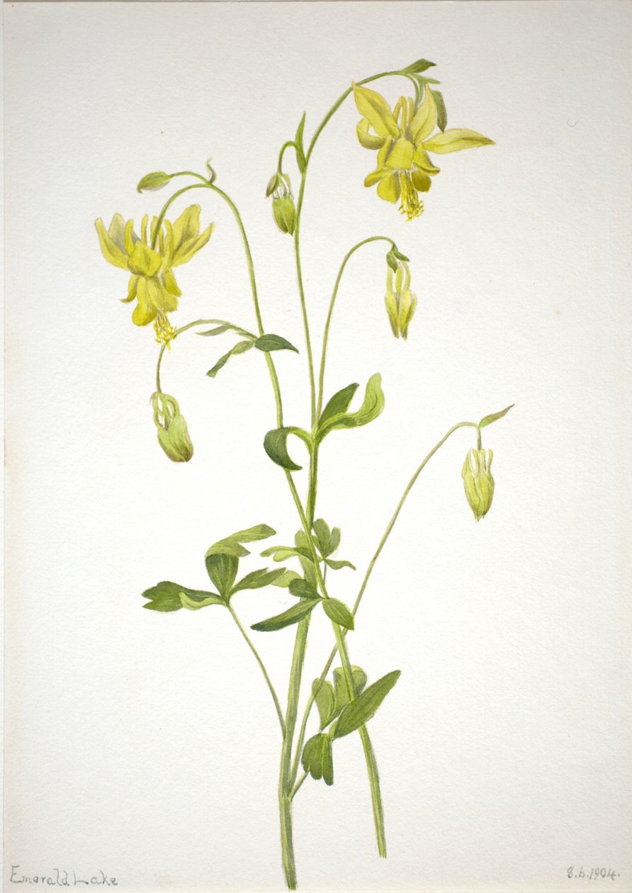 av Mary Vaux Walcott