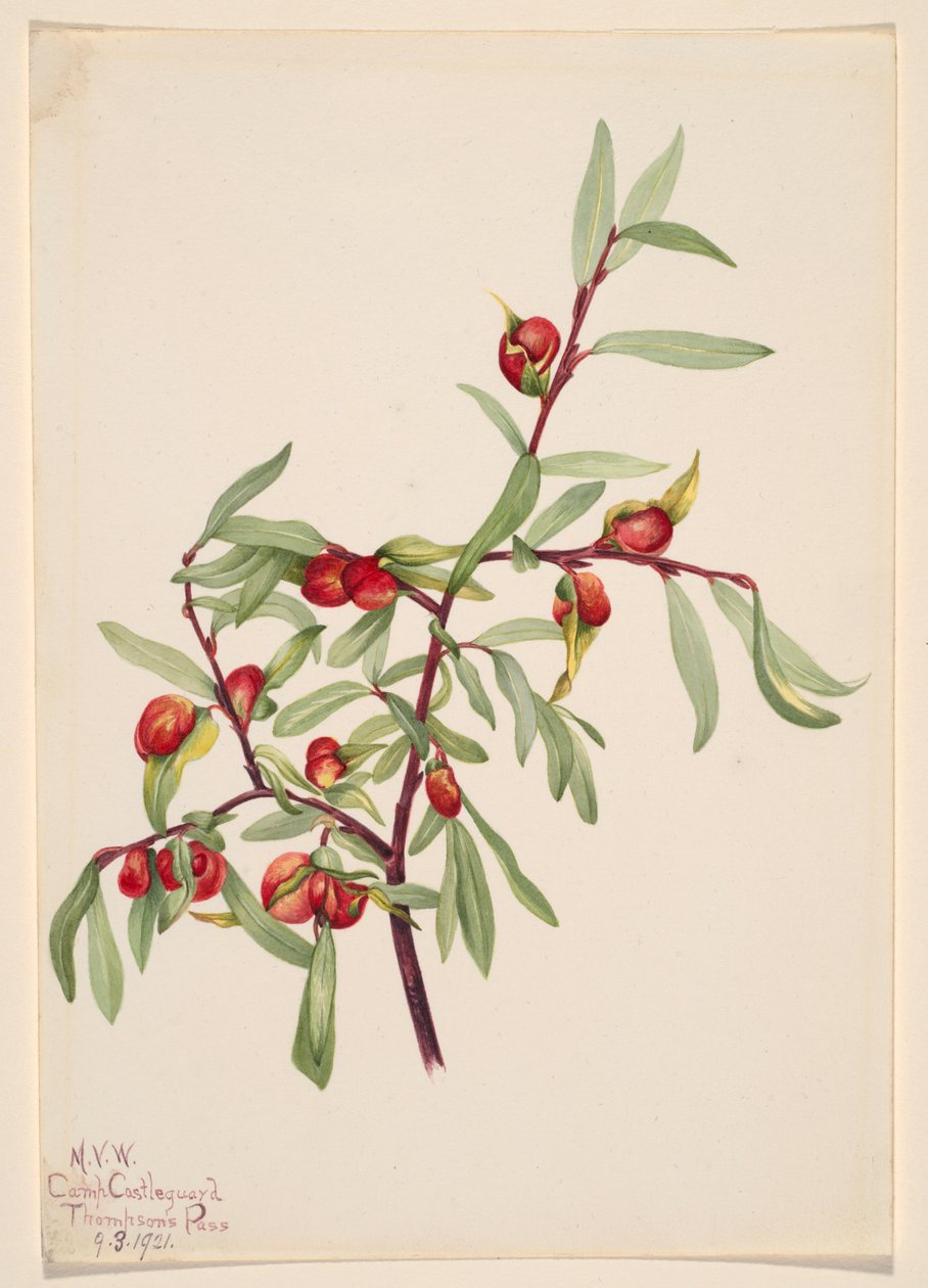  av Mary Vaux Walcott