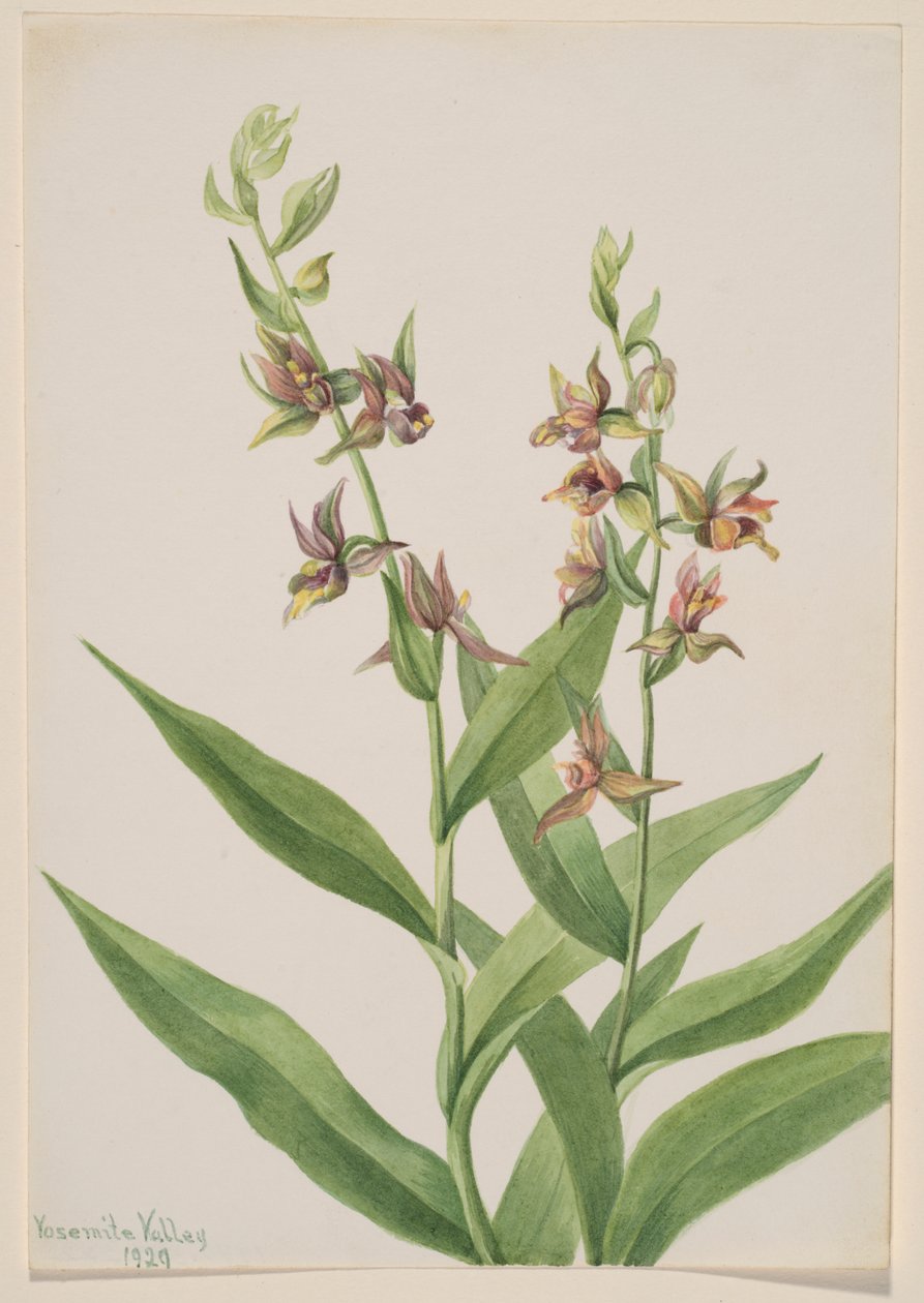  av Mary Vaux Walcott