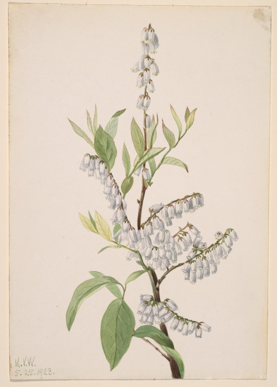  av Mary Vaux Walcott