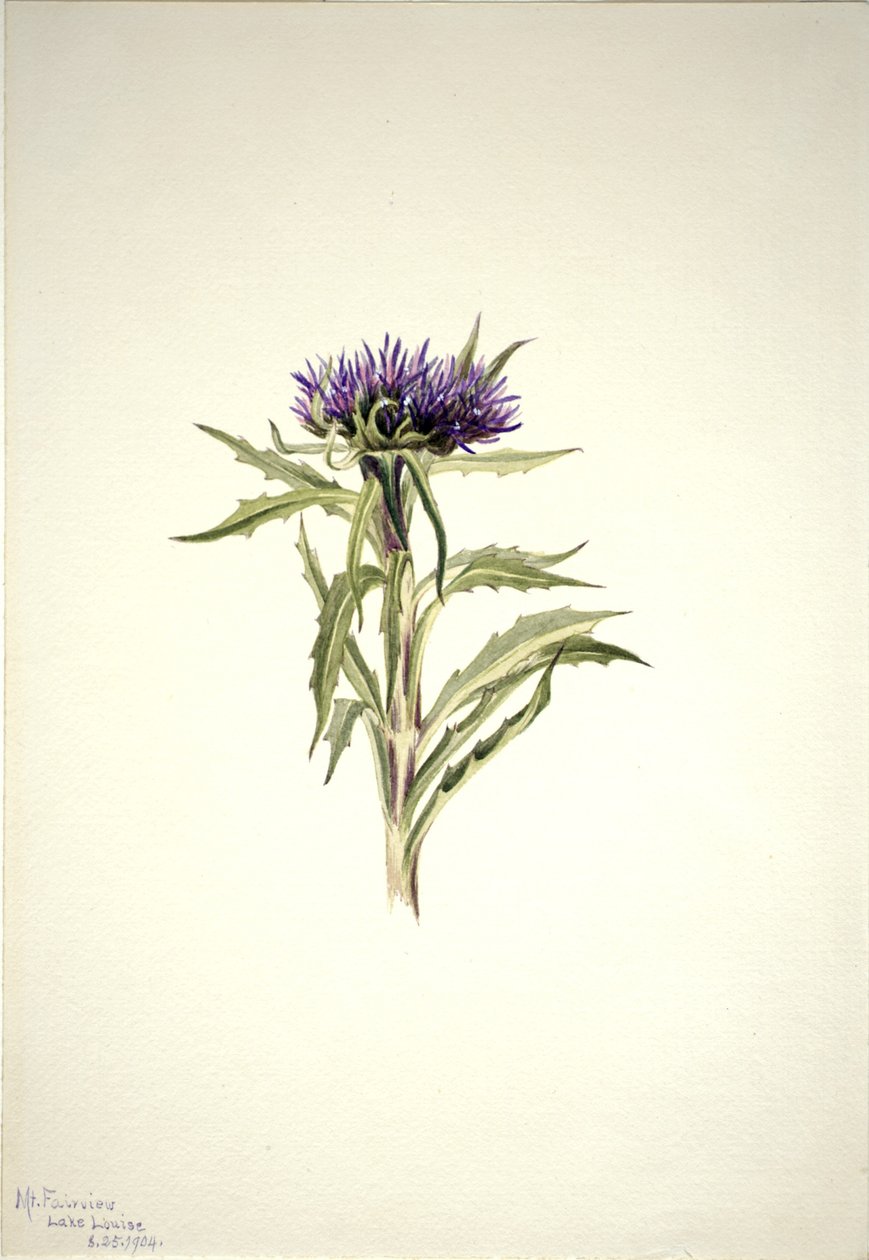  av Mary Vaux Walcott