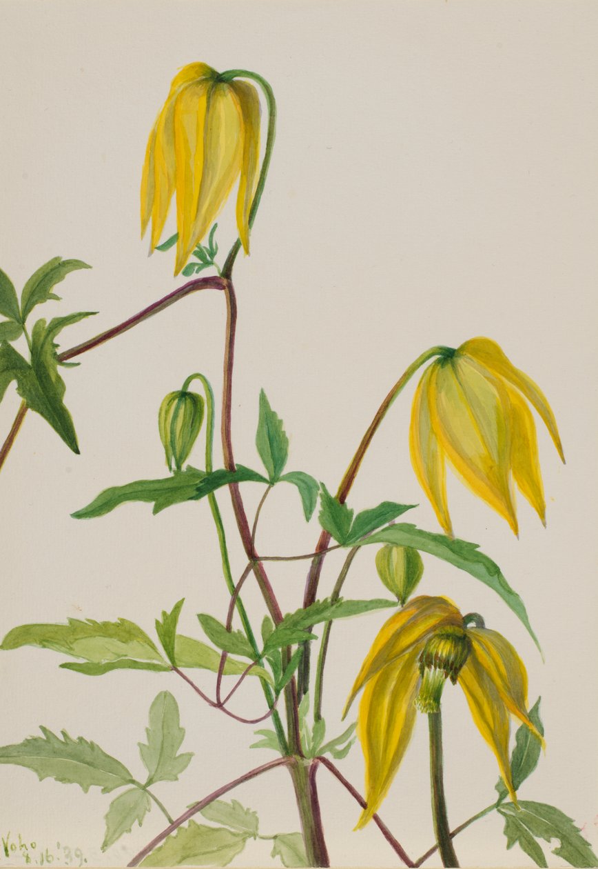  av Mary Vaux Walcott