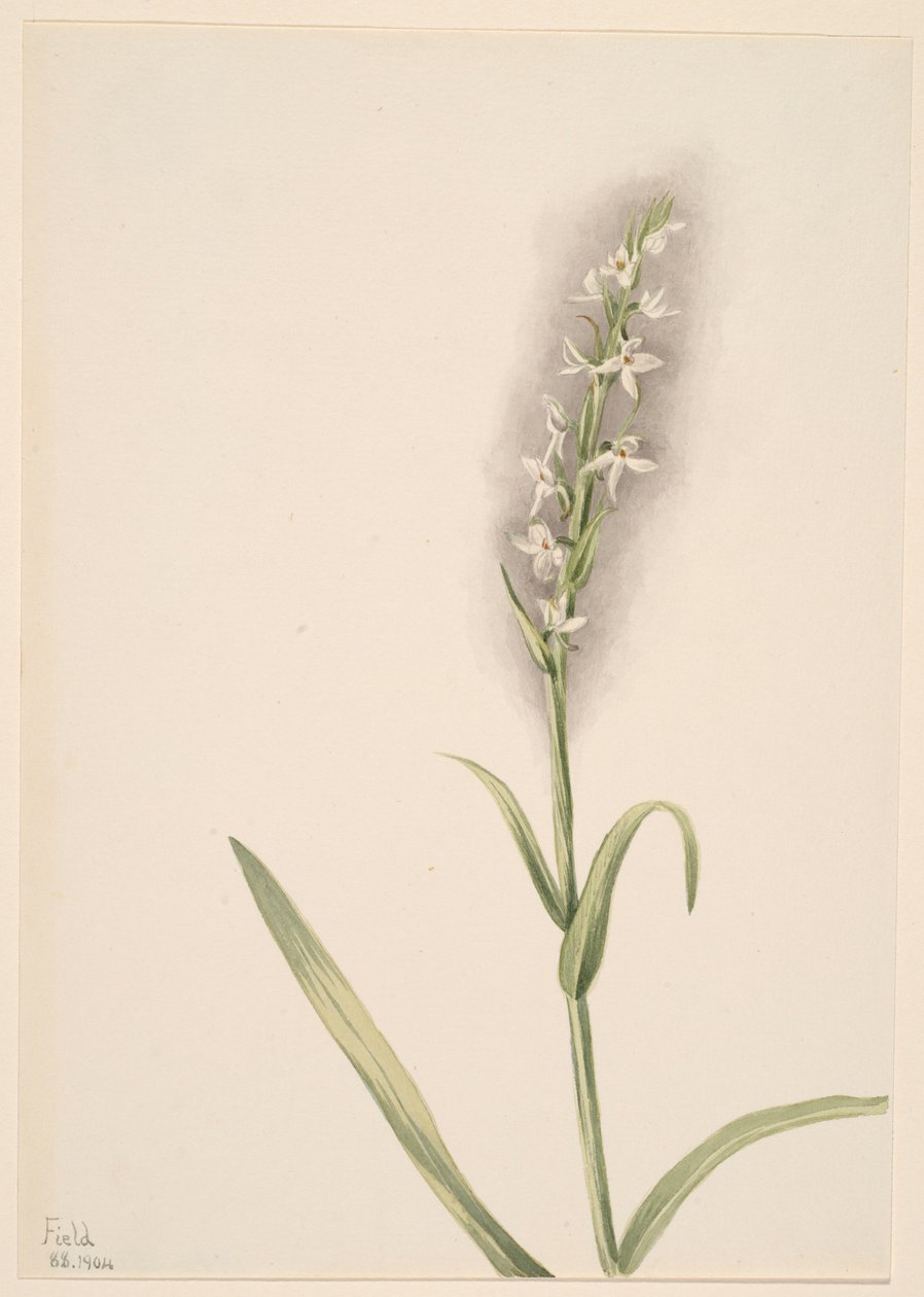  av Mary Vaux Walcott