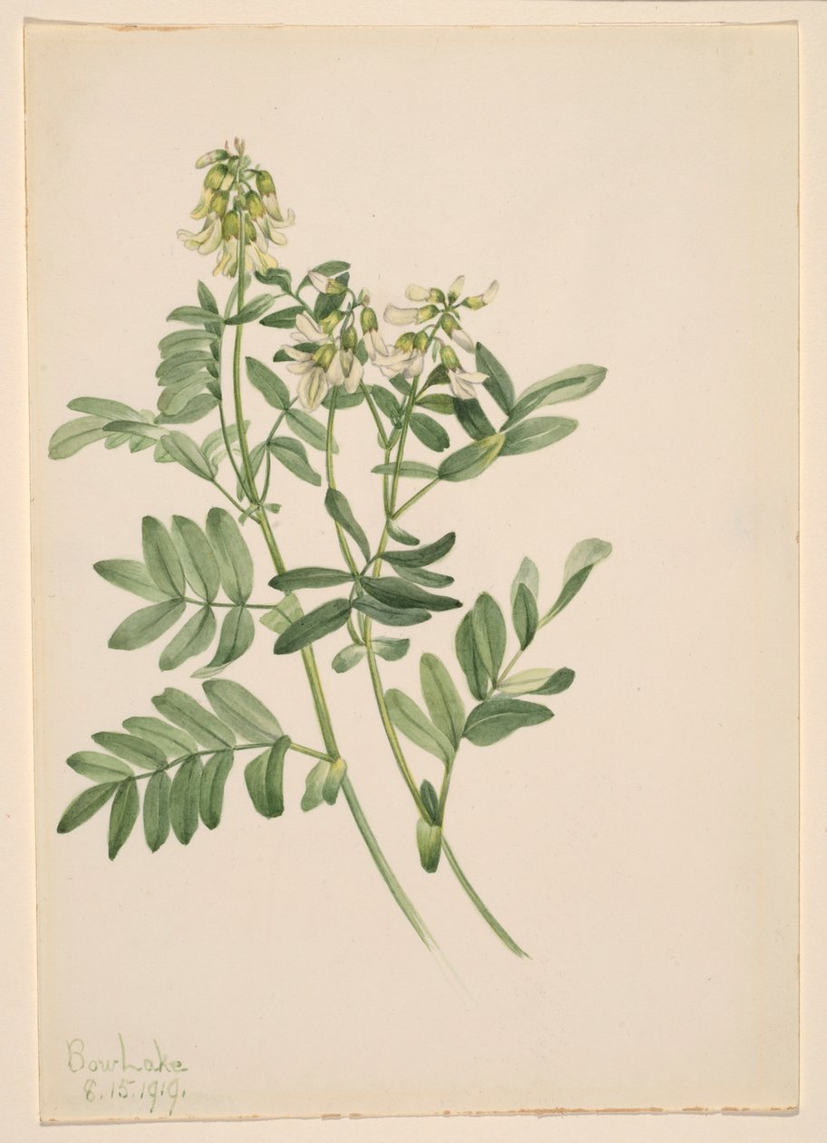  av Mary Vaux Walcott