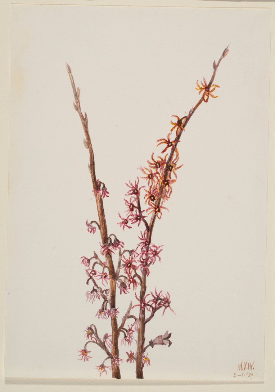  av Mary Vaux Walcott