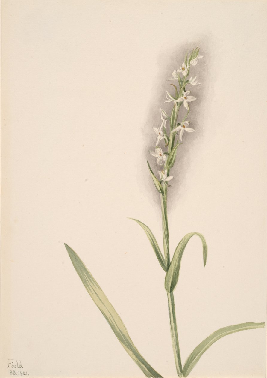 Uten tittel--Plant Study, 1904. av Mary Vaux Walcott