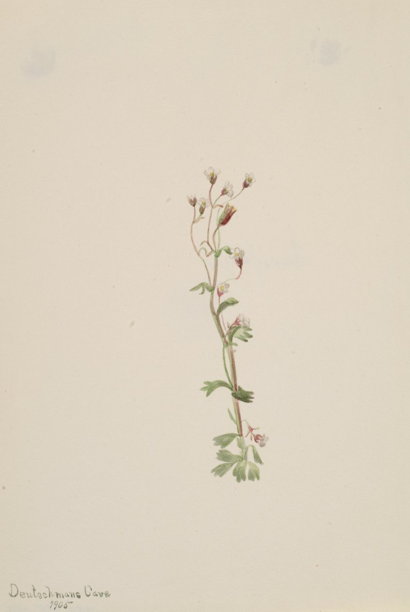 Uten tittel--Plant Study, 1905. av Mary Vaux Walcott