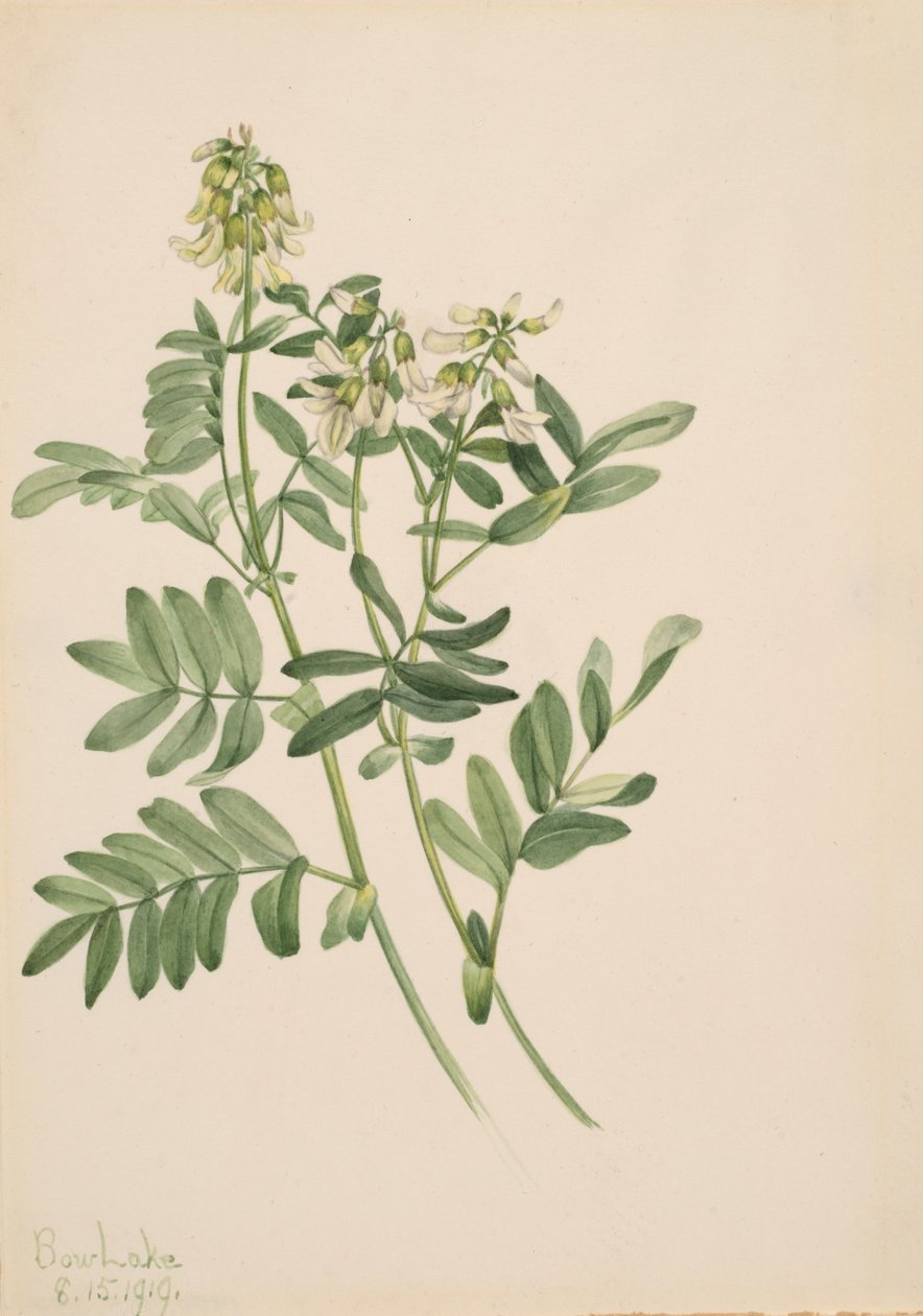 Uten tittel--Plant Study, 1919. av Mary Vaux Walcott