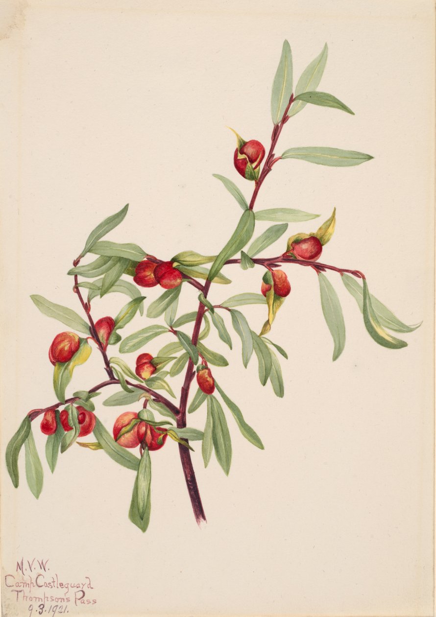 Untitled--Plant Study, 1921. norvegiană av Mary Vaux Walcott