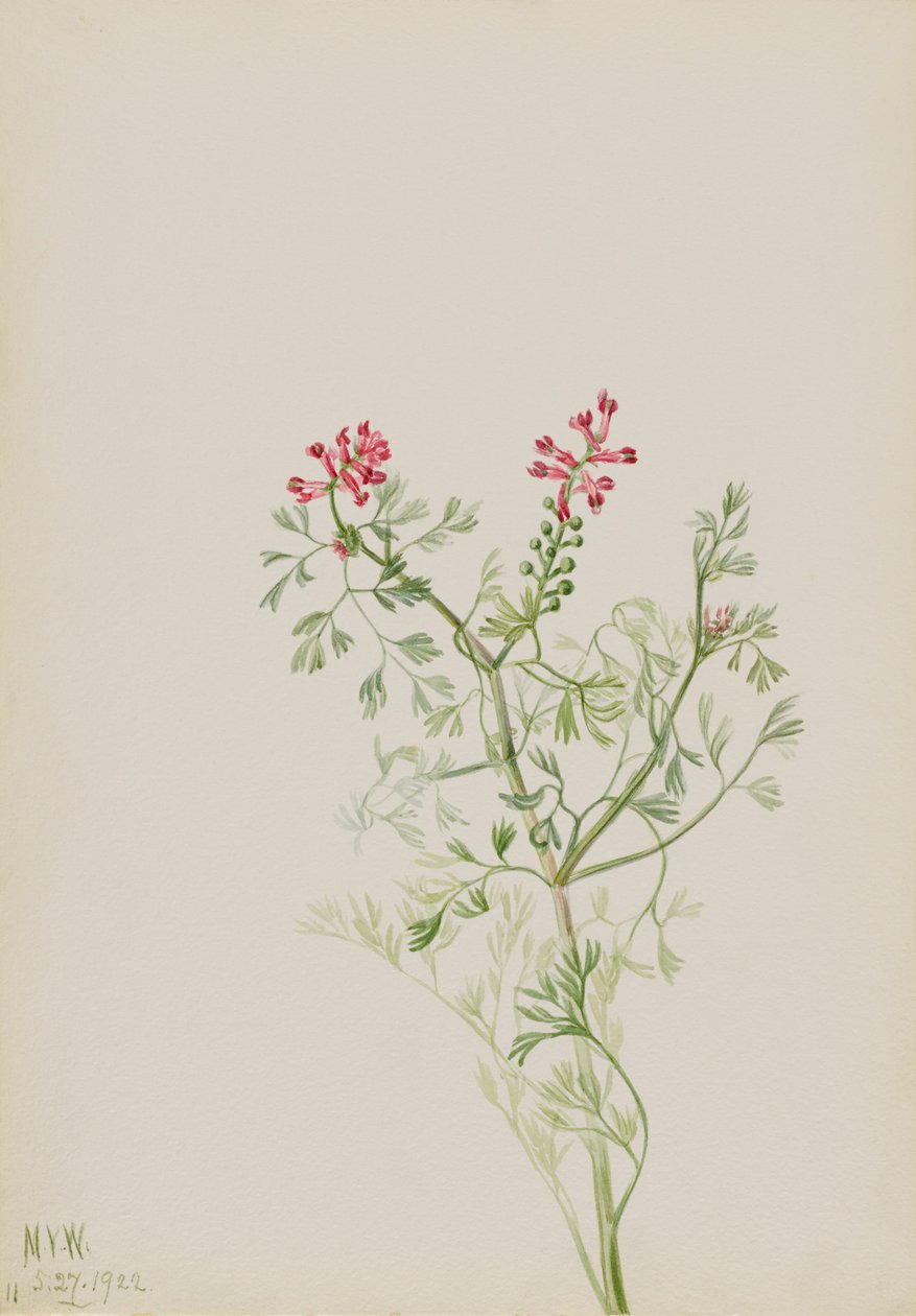 Uten tittel--Plant Study, 1922. av Mary Vaux Walcott