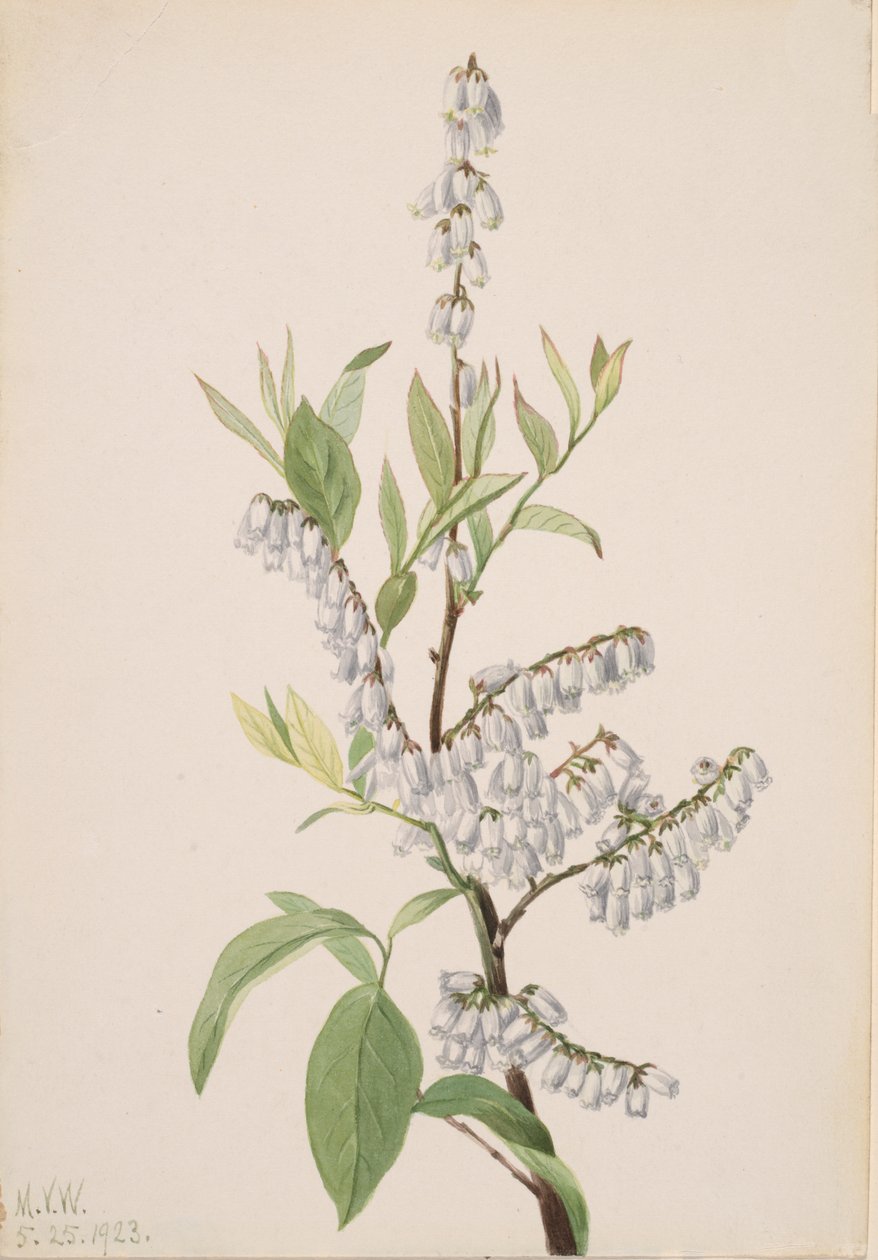 Uten tittel--Plant Study, 1923. av Mary Vaux Walcott
