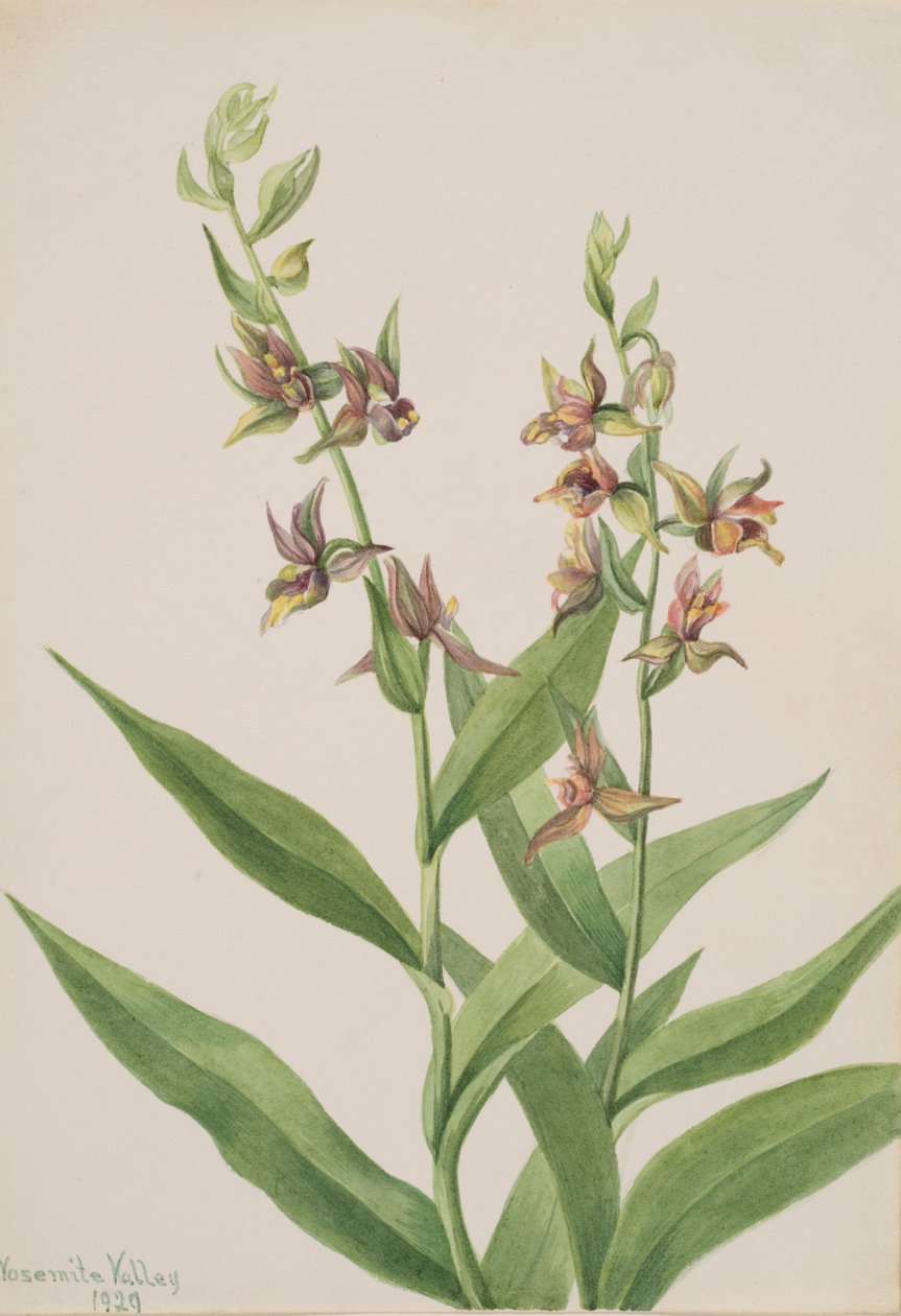 Uten tittel--Plant Study, 1929. av Mary Vaux Walcott