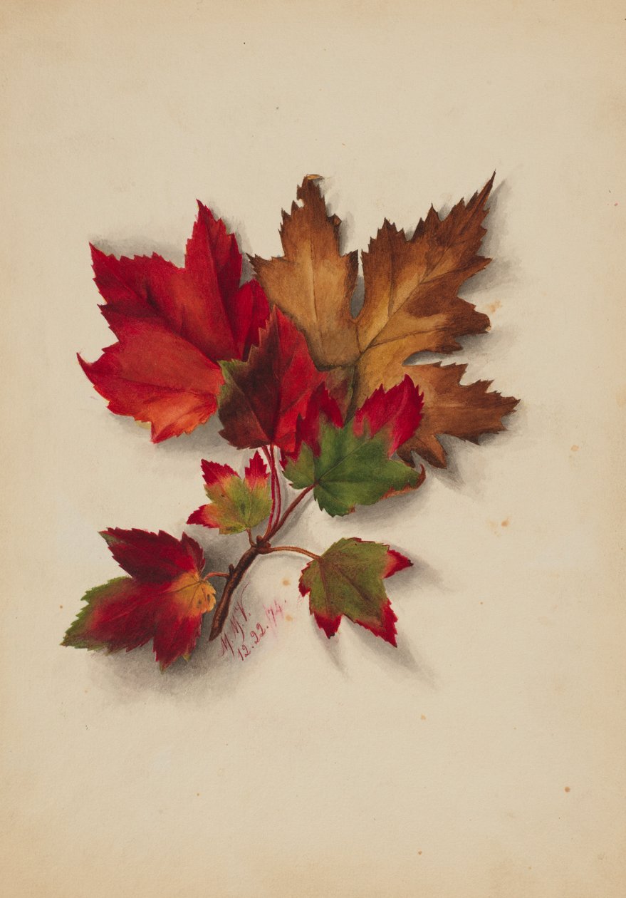  av Mary Vaux Walcott