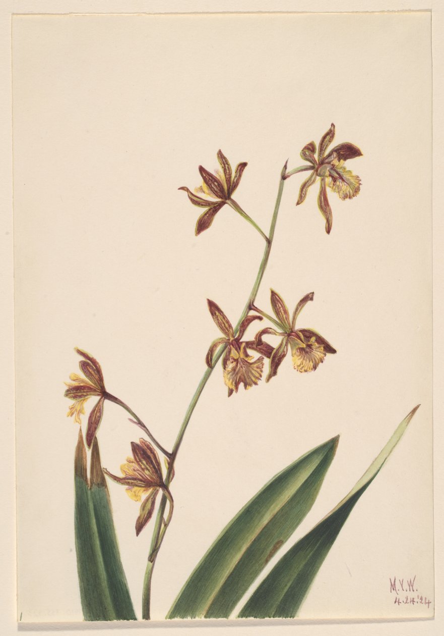  av Mary Vaux Walcott