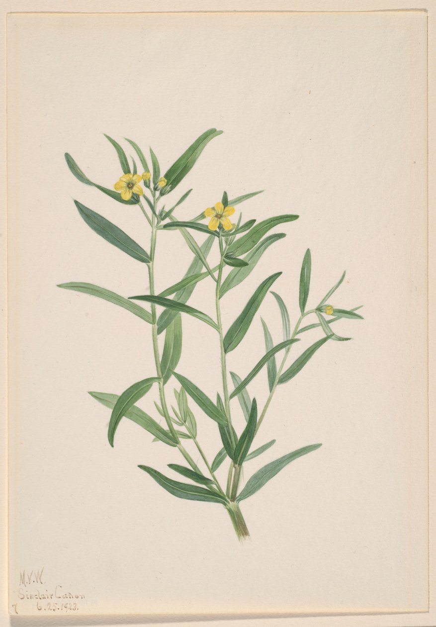  av Mary Vaux Walcott