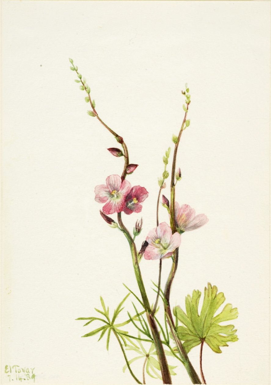  av Mary Vaux Walcott
