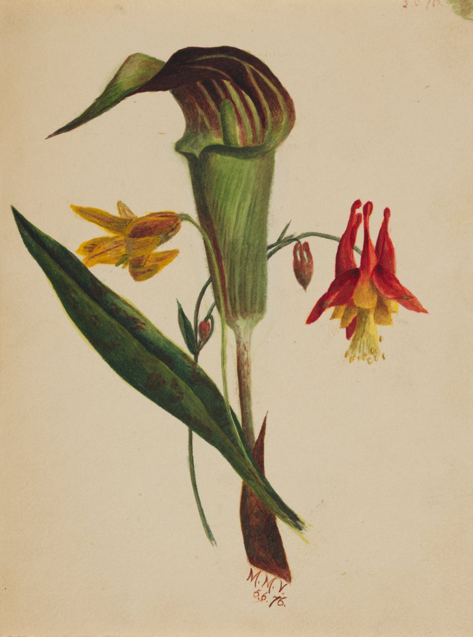  av Mary Vaux Walcott
