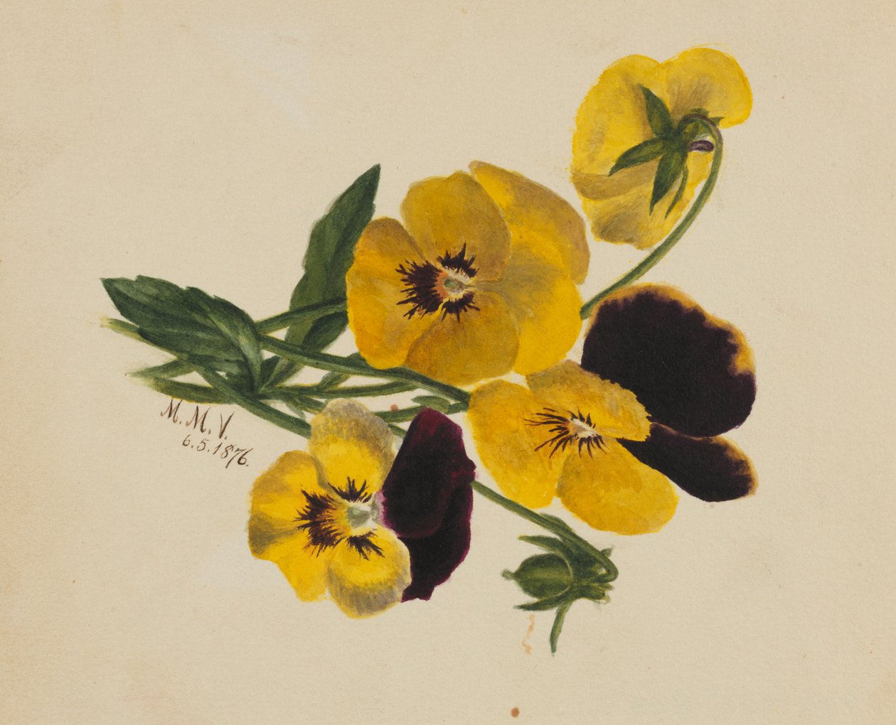  av Mary Vaux Walcott