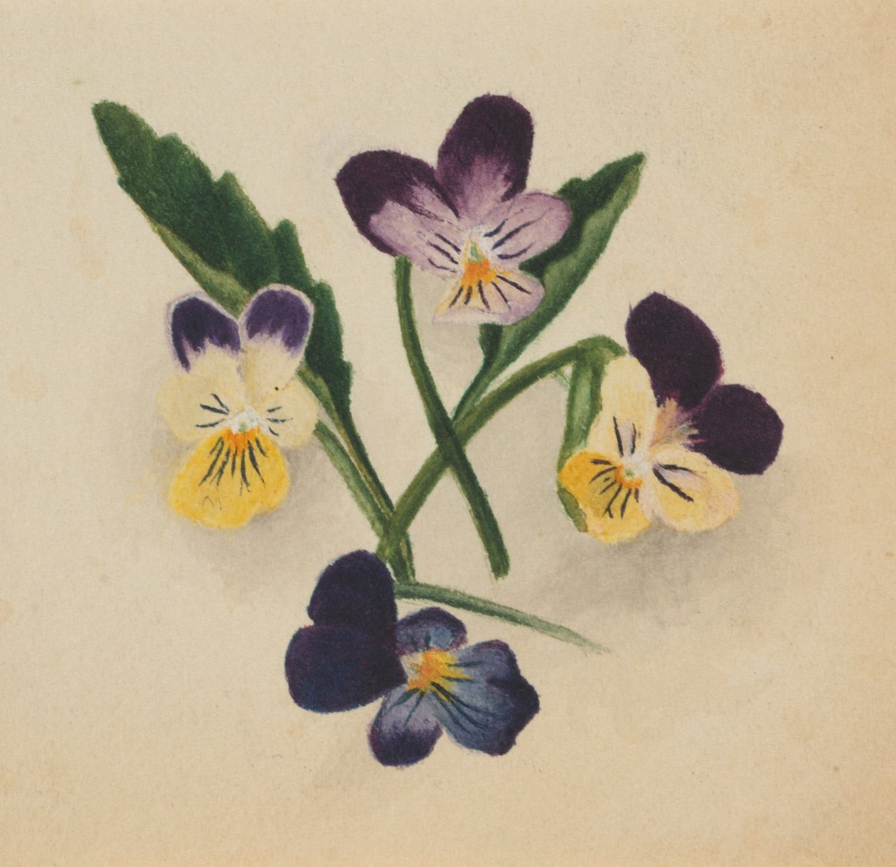  av Mary Vaux Walcott