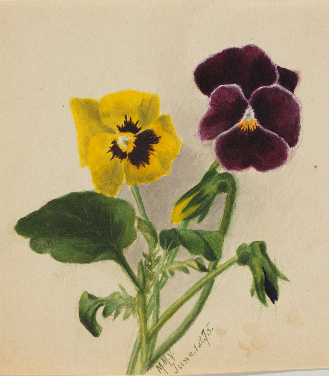  av Mary Vaux Walcott