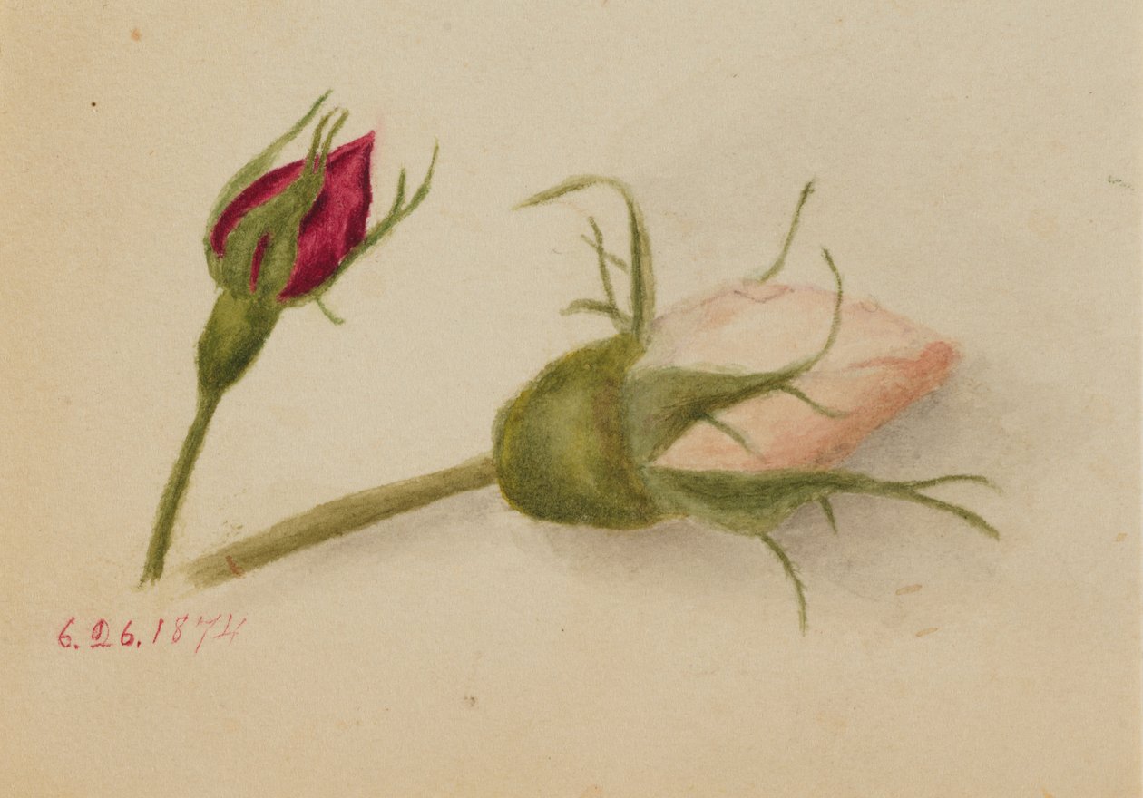  av Mary Vaux Walcott