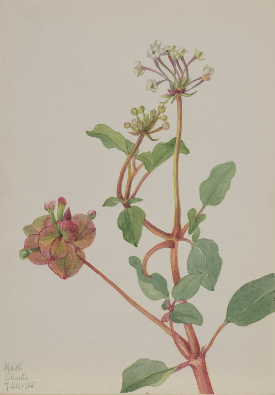  av Mary Vaux Walcott