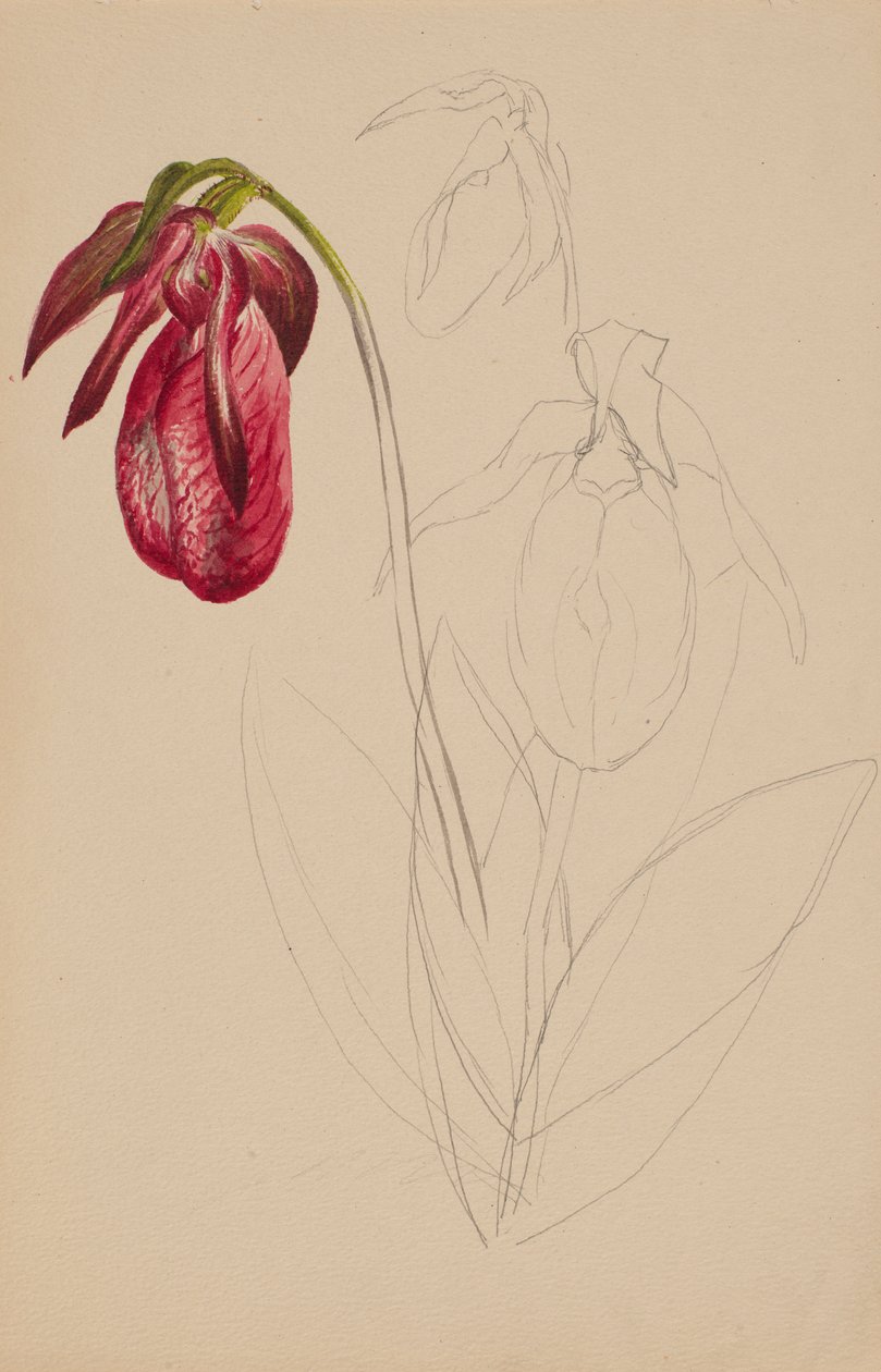  av Mary Vaux Walcott