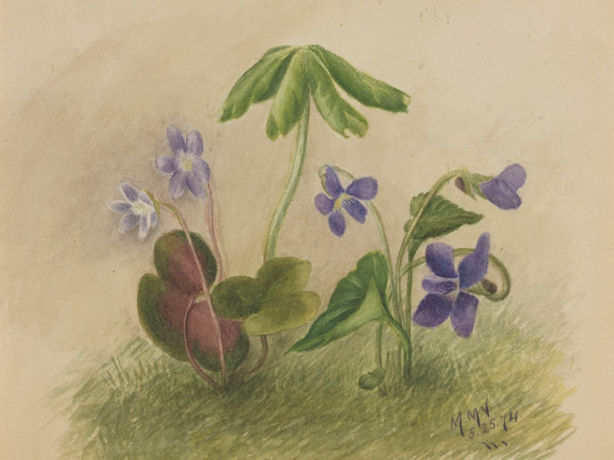  av Mary Vaux Walcott