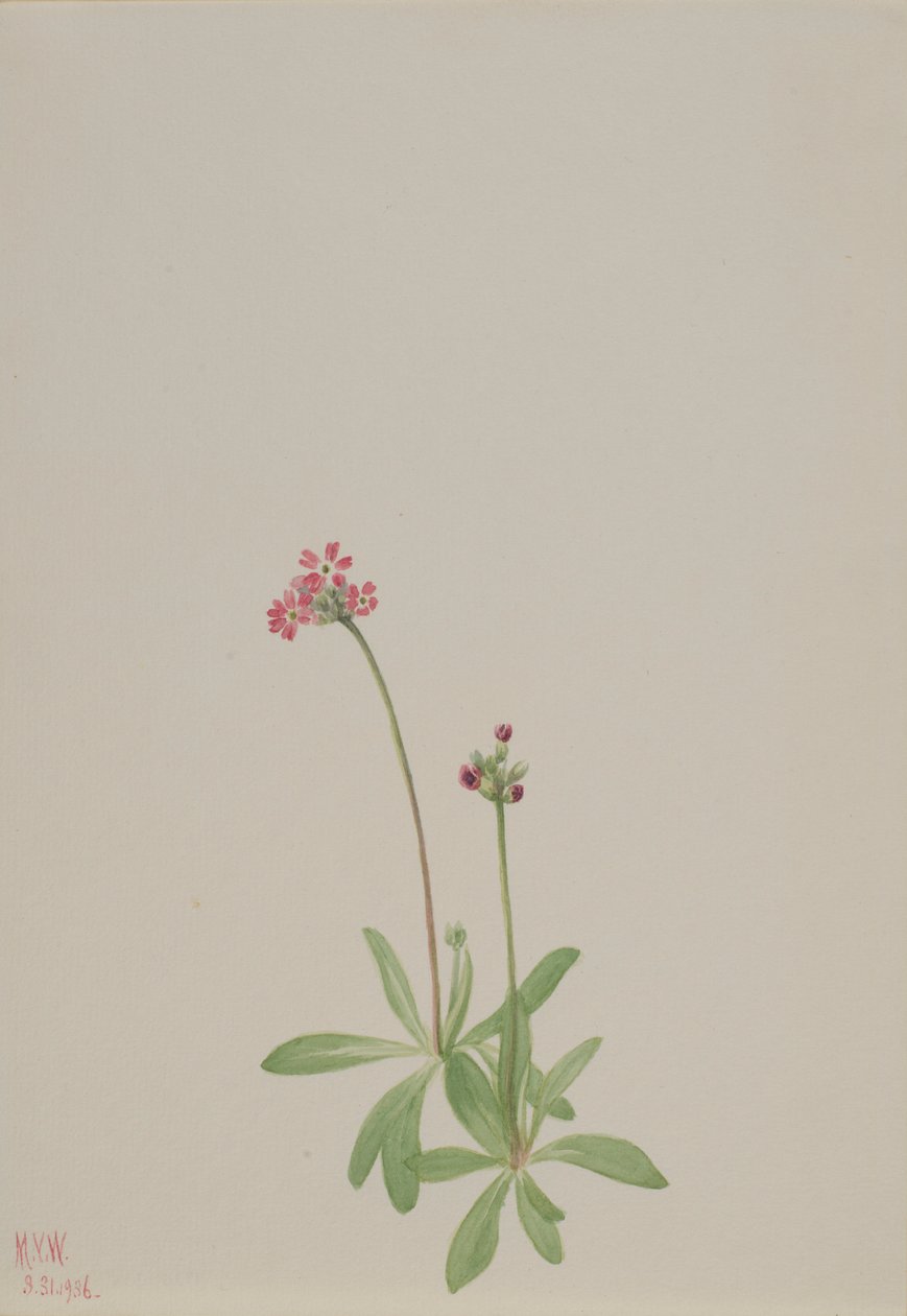 av Mary Vaux Walcott