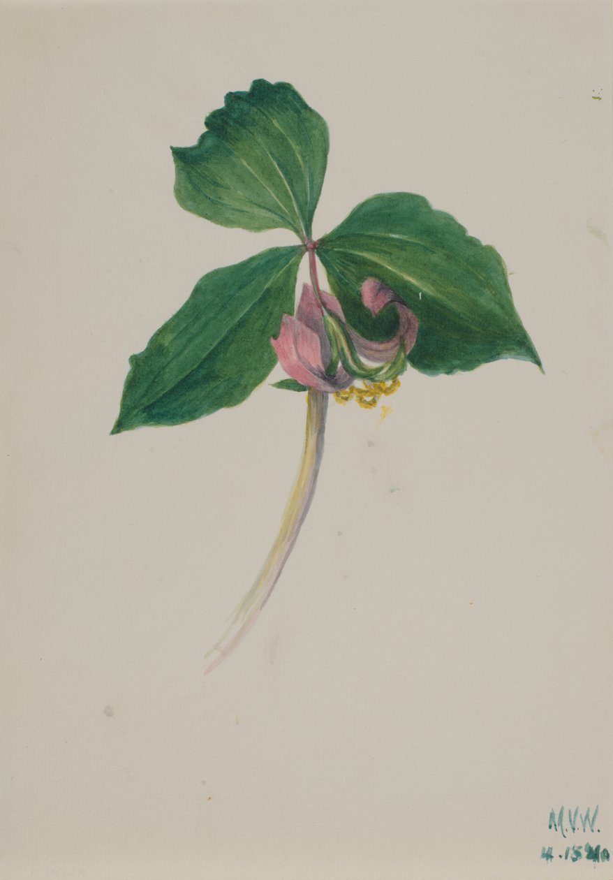  av Mary Vaux Walcott