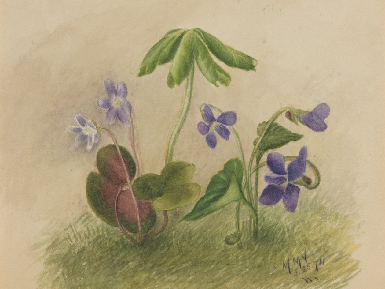 Uten tittel, 1874. av Mary Vaux Walcott