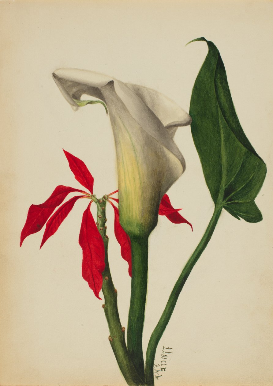 Uten tittel Calla Lily, 1877. av Mary Vaux Walcott