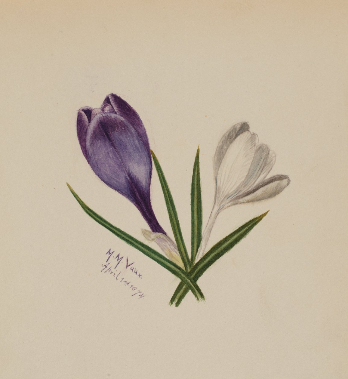 Uten tittel krokus, 1874. av Mary Vaux Walcott