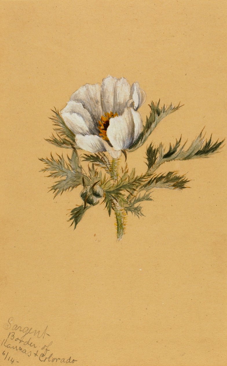 Blomsterstudie uten tittel, 1883. av Mary Vaux Walcott
