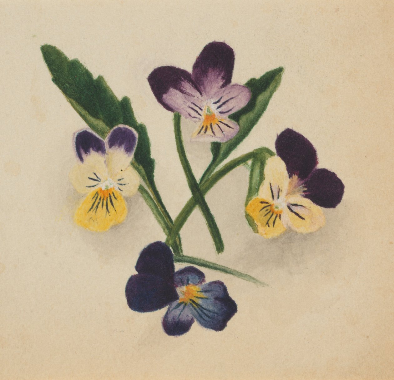 Uten tittel Stemorblomster, 1874. av Mary Vaux Walcott