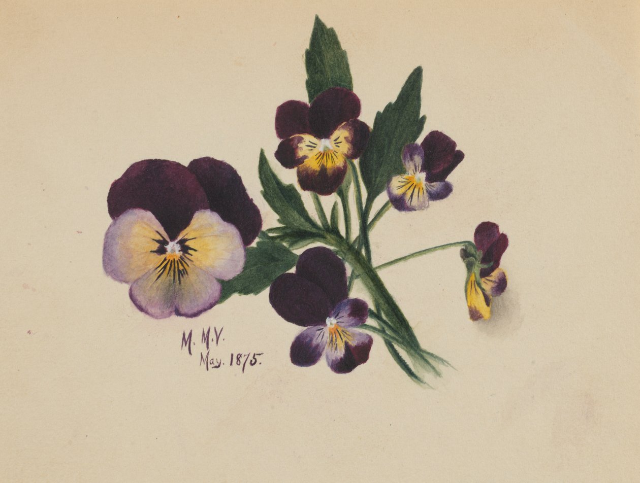 Uten tittel Stemorblomster, 1875. av Mary Vaux Walcott
