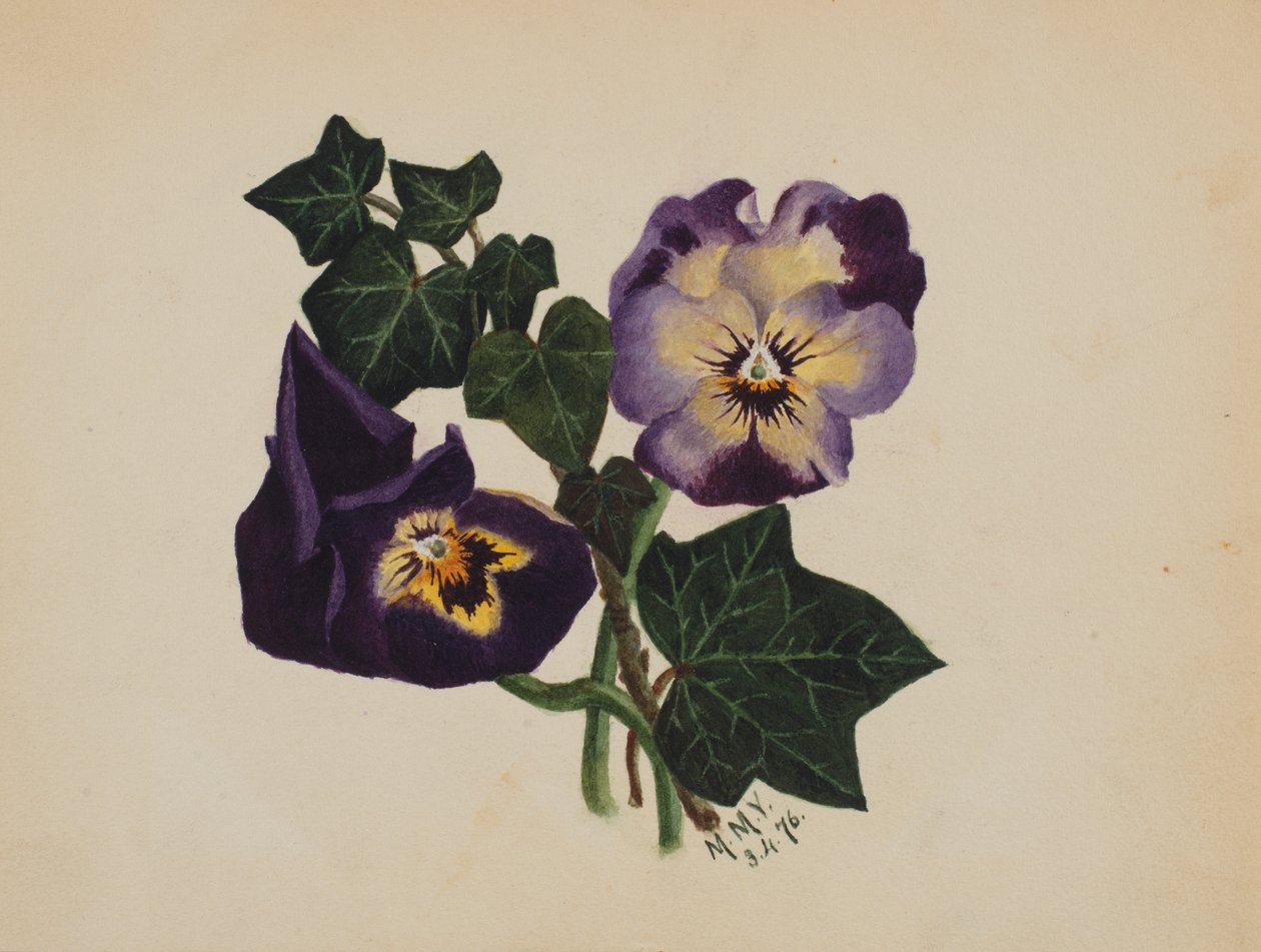 Uten tittel Stemorblomster og eføy, 1876. av Mary Vaux Walcott