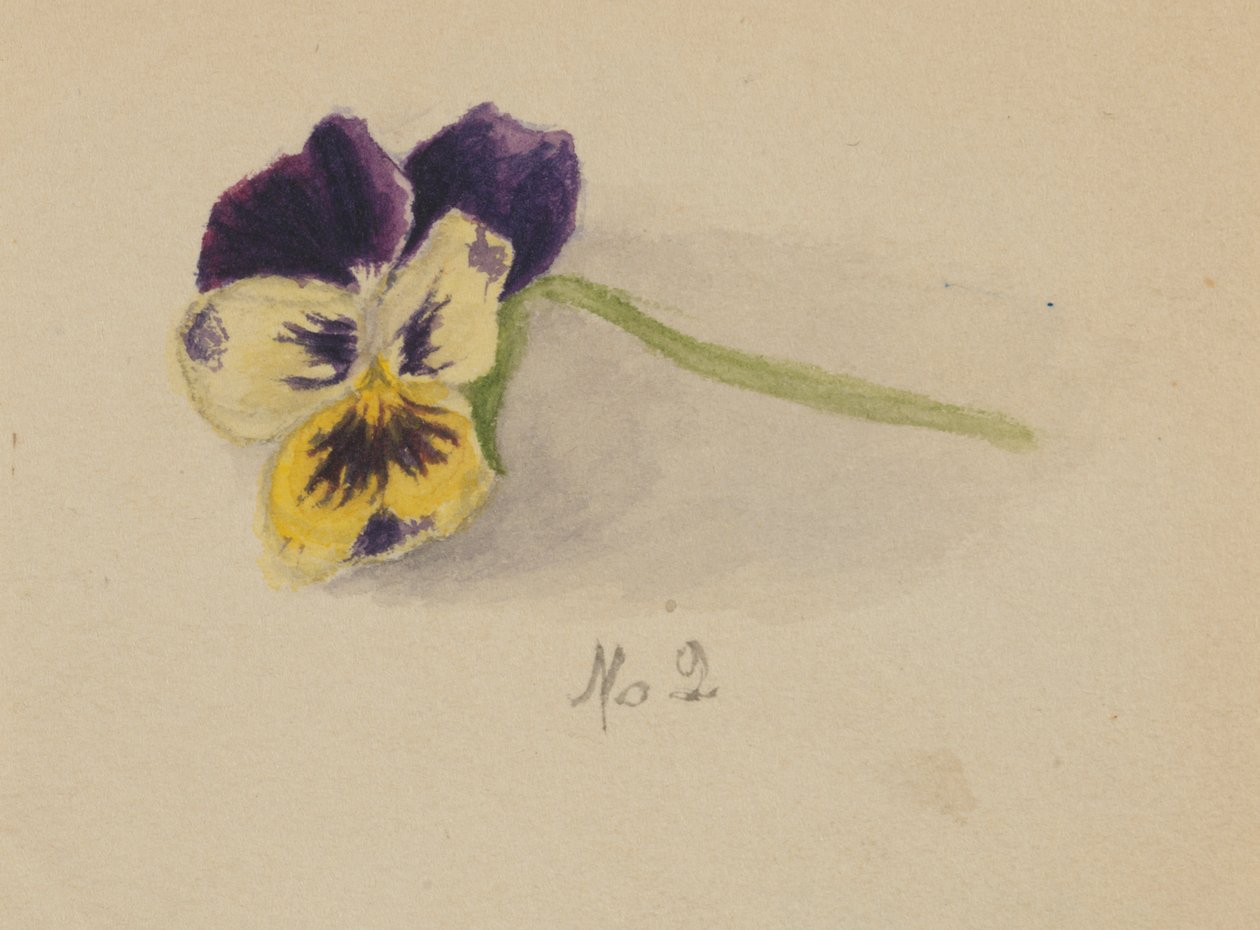 Uten tittel Pansy, 1872. av Mary Vaux Walcott