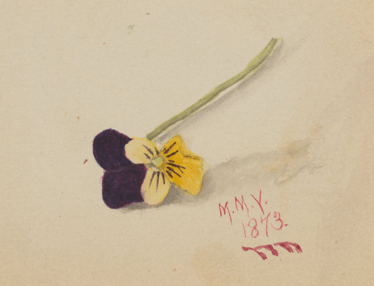 Uten tittel Pansy, 1873. av Mary Vaux Walcott