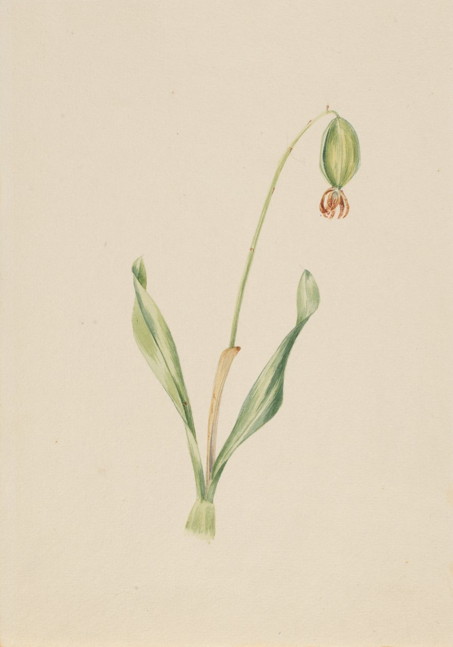 Uten tittel Plantestudie, ca. tidlig på 1930-tallet. av Mary Vaux Walcott