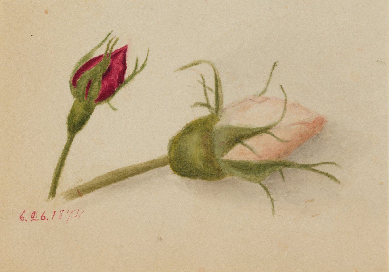 Untitled Rosebuds, 1874.    1139999   no       norwegian Successfully Translated  Original: Concert a la cour de lempereur Paul I (1754-1801) a Saint Petersbourg - Concert at the court of Emperor Paul I in Saint Petersburg, by Anthing, Johann Friedrich (17 av Mary Vaux Walcott
