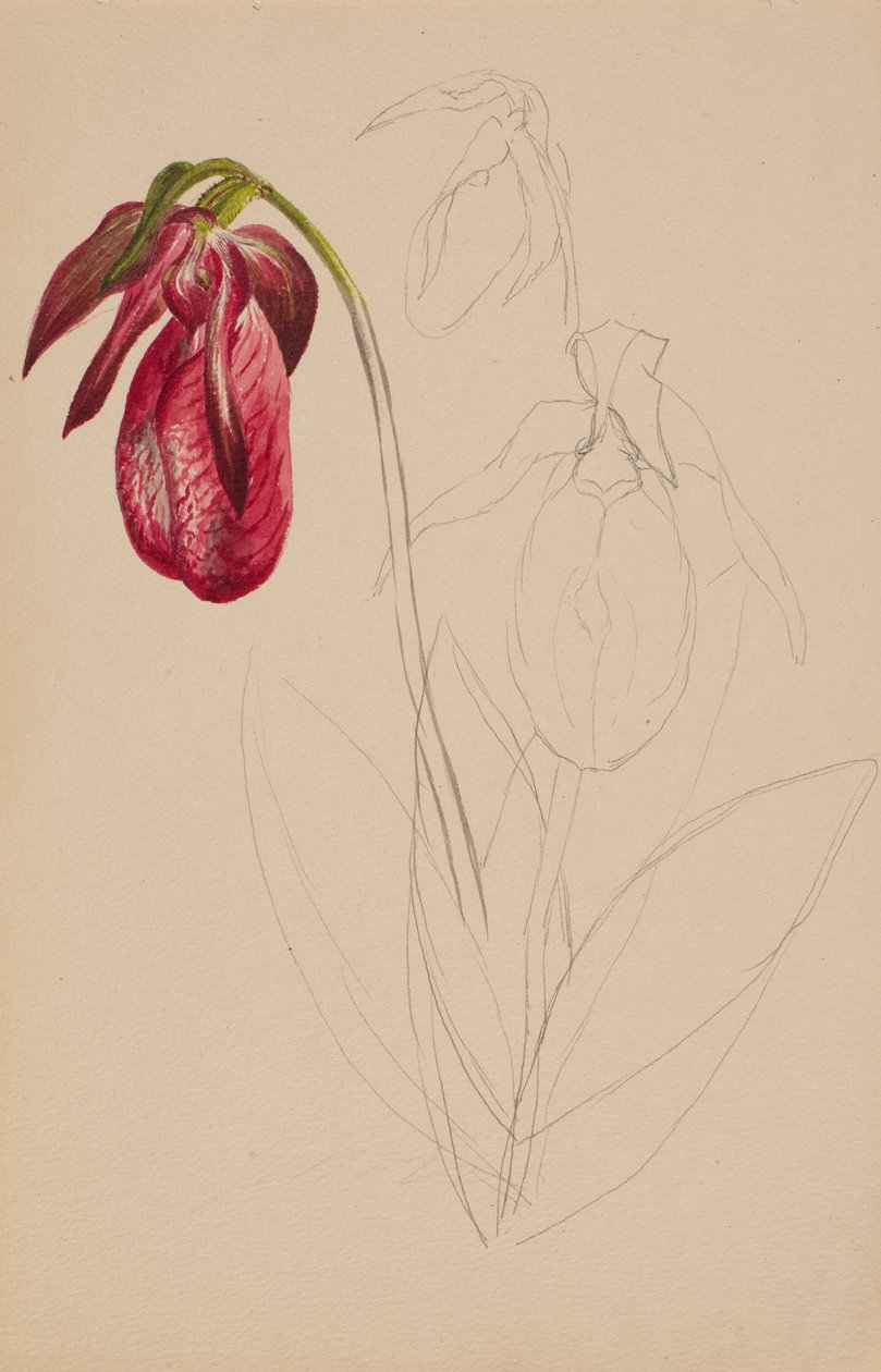 Uten tittel Unfinished Sketch, n.d. av Mary Vaux Walcott